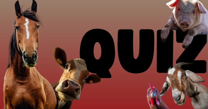 Quiz: What Farm Animal Are You?